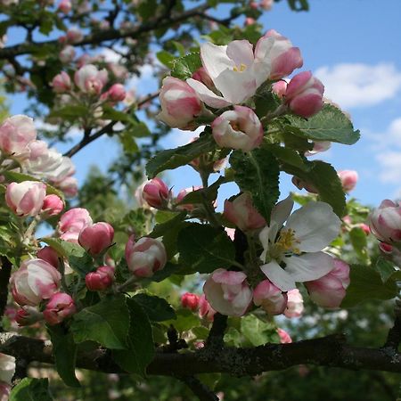 Osterbymo Gaestrum Gnottnehult מראה חיצוני תמונה