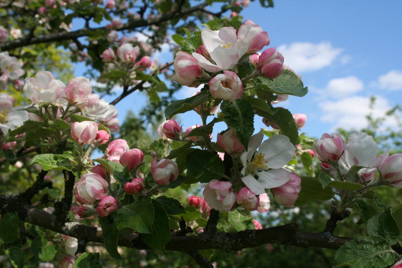 Osterbymo Gaestrum Gnottnehult מראה חיצוני תמונה
