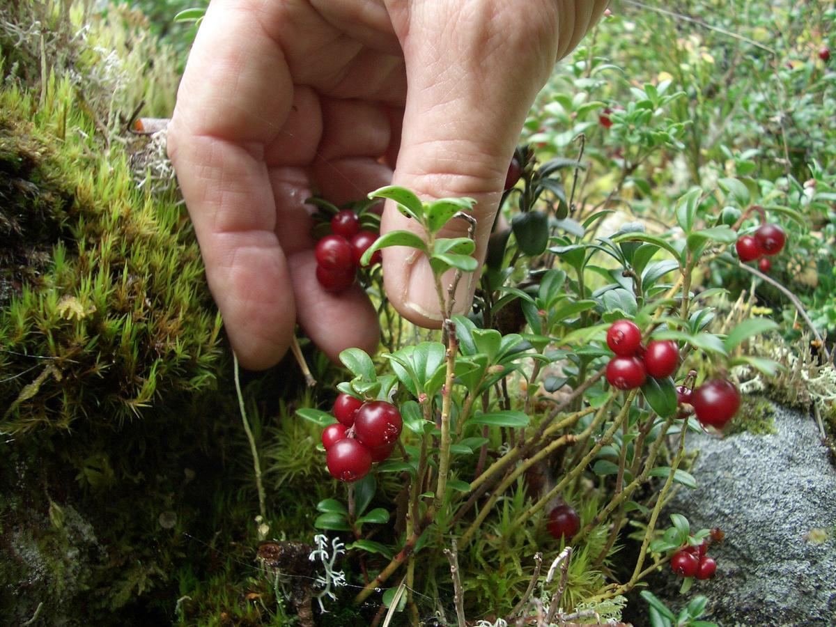 Osterbymo Gaestrum Gnottnehult מראה חיצוני תמונה